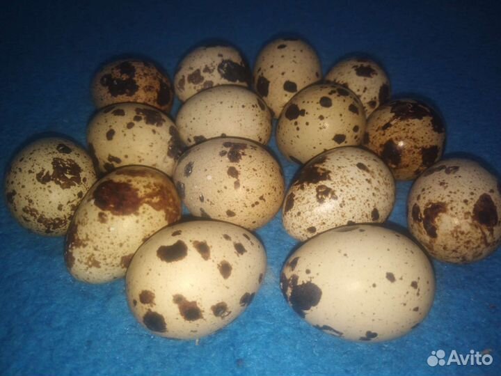Яйца перепелиные инкубационное