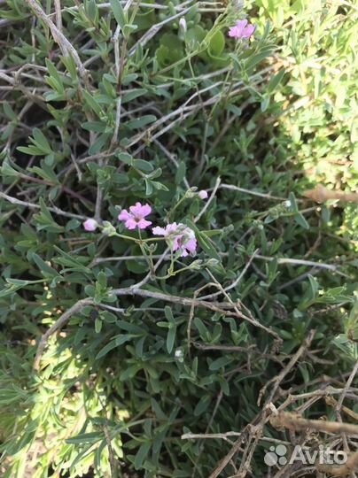 Многолетник