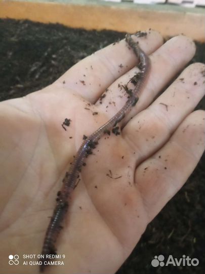 Черви дендробена -крупные