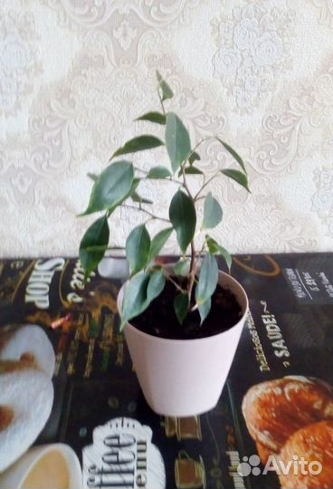 Фикус Бенджамина