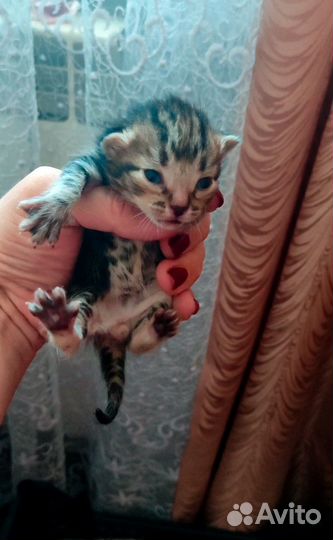 Котята ищут дом