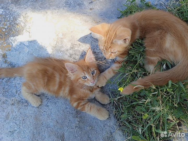 Котята мейн-кун рыжие