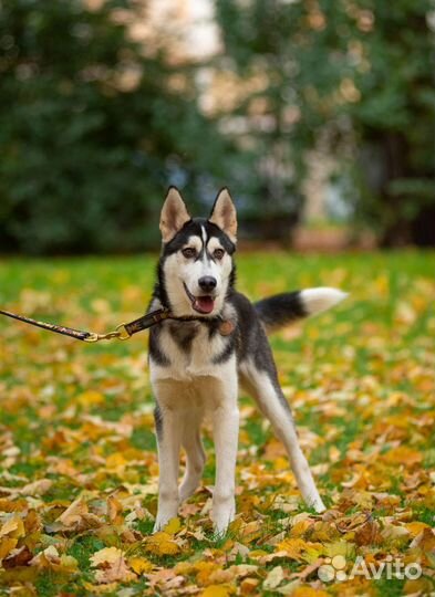 Щенок ищет дом