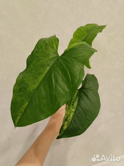 Сингониумы