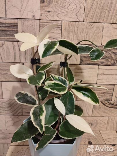 Хойя кримсон квин