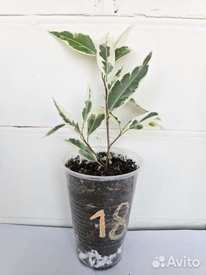 Фикус Пикси (Ретуза Дварф Альбомаргината)