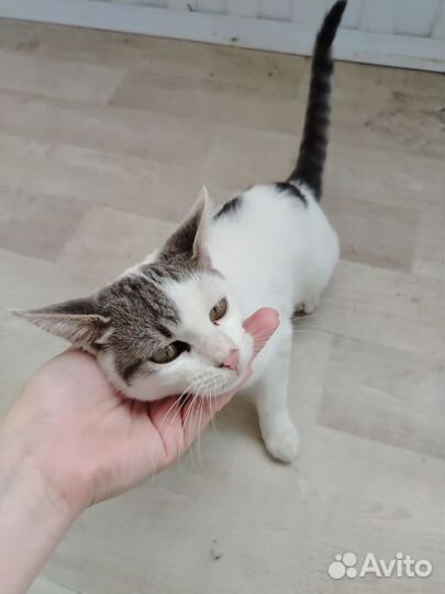 Бездомный котенок ищет дом