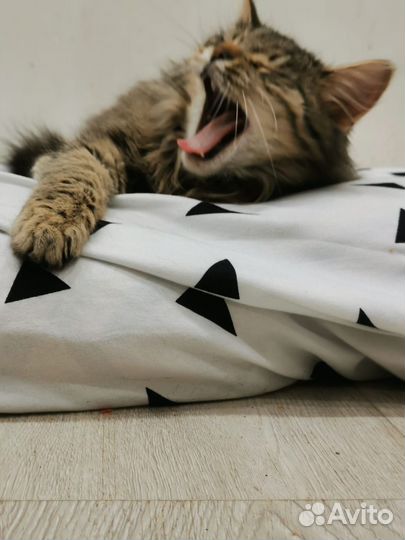Котик в добрые ручки