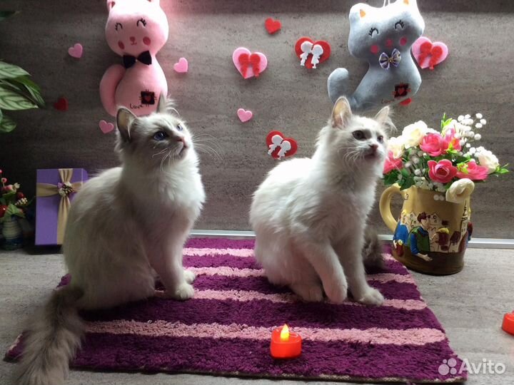 Котята рэгдолла