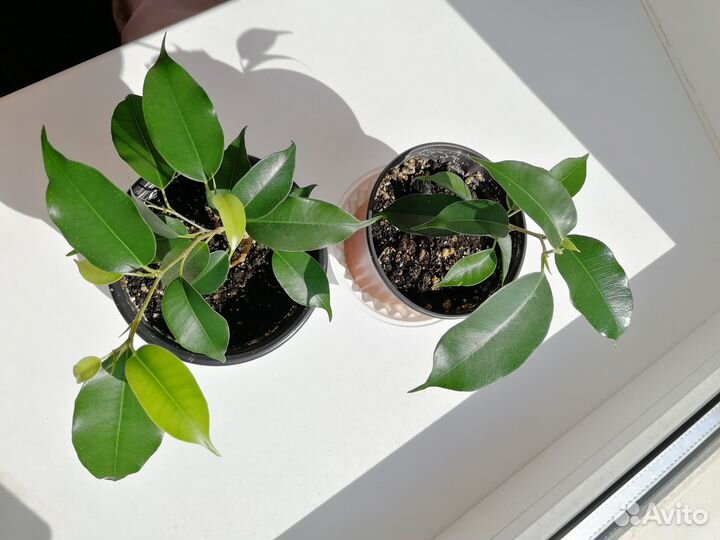 Фикус бенджамина