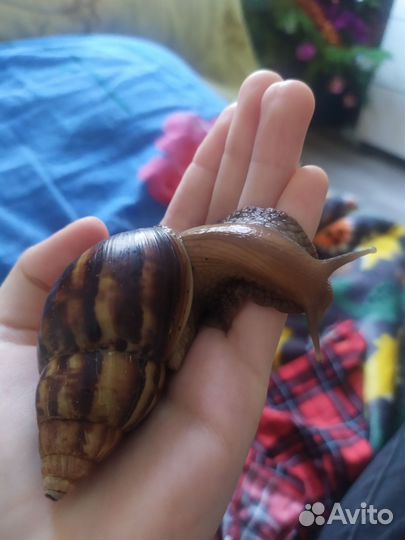 Улитки Ахатины