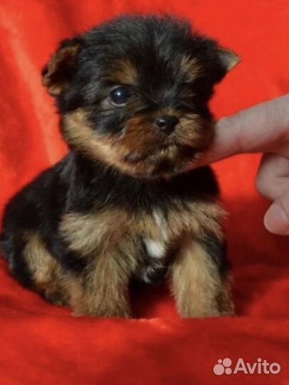 Мини мальчики беби фейс