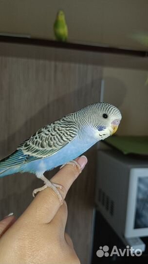 Птенцы волнистых попугаев