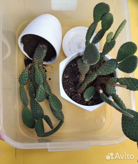 Кактус Микки Маус