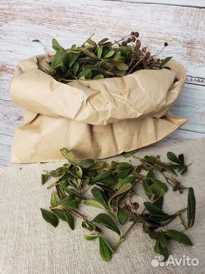 Зимолюбка зонтичная