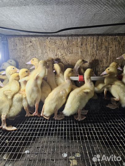 Утки черри велли