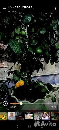 Каламандин