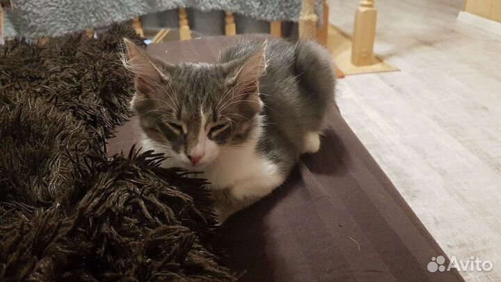 Котенок мальчик бесплатно