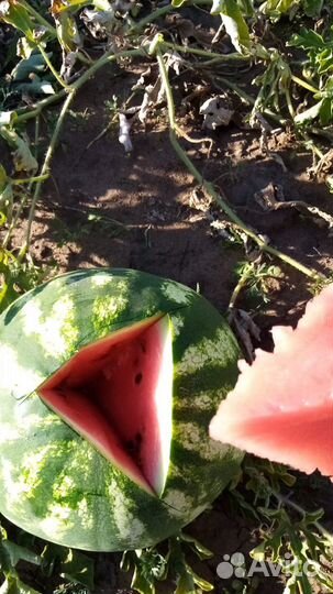 Арбуз оптом продать