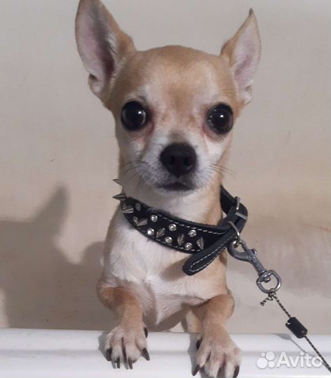 Вязка кобель чихуахуа