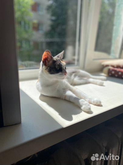 Кошка
