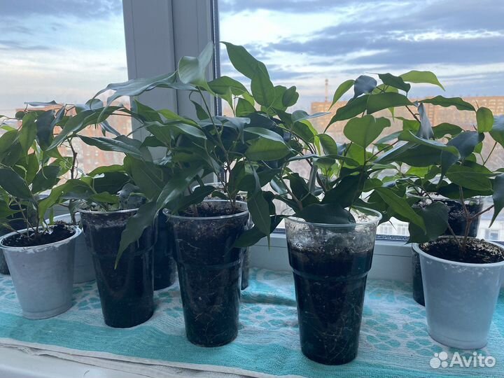 Фикус бенджамина