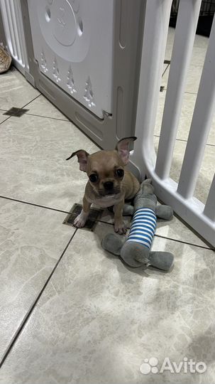 Чихуахуа девочки