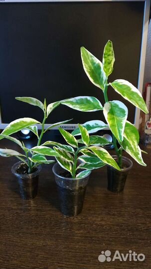 Комнатные цветы