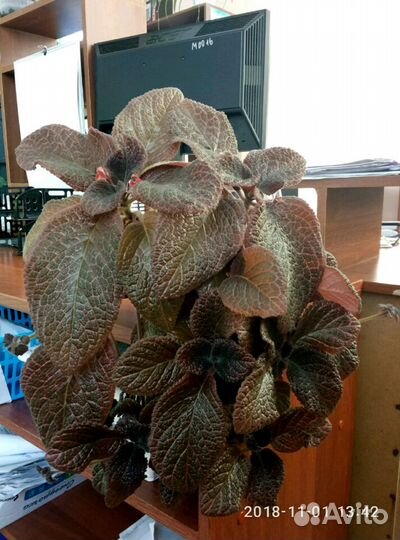 Комнатный цветок Эписция