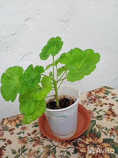 Королевская пеларгония, герань ярко-красная