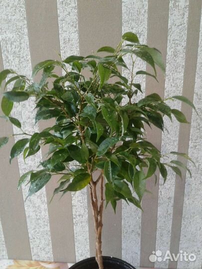 Фикус бенджамина