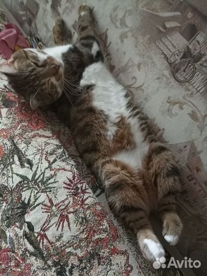 Шикарный молодой котик Бун,метис,2 годика,в дар