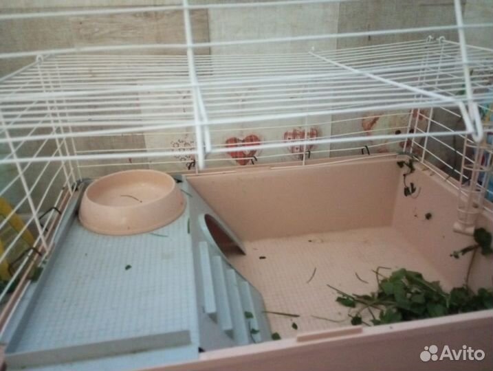 Кролик, с клеткой