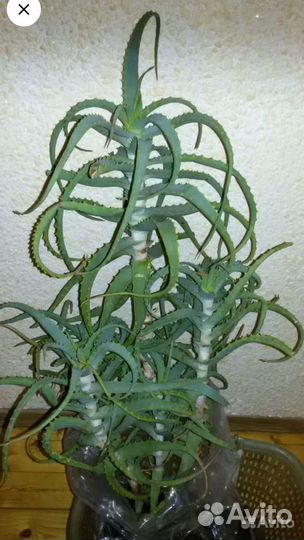 Алоэ лекарственный