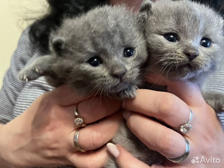 Британские котята