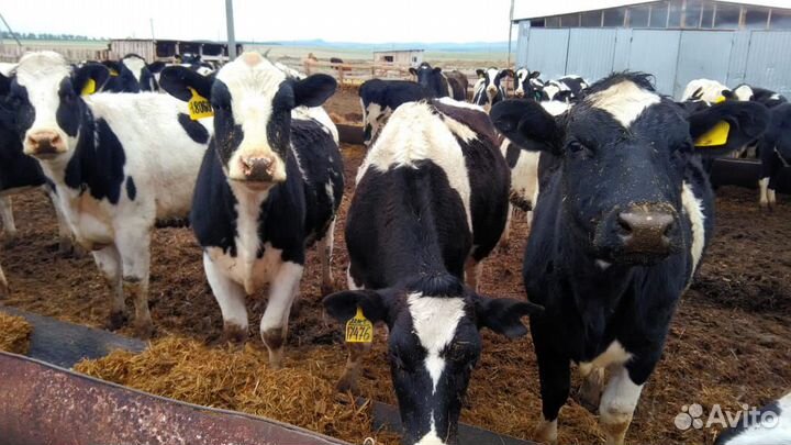 Нетели молочные Черно-пестрые Голштины