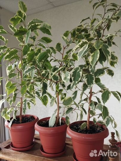 Фикусы разные