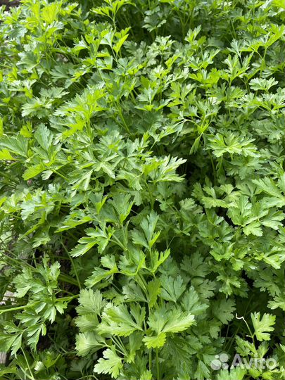 Петрушка листовая