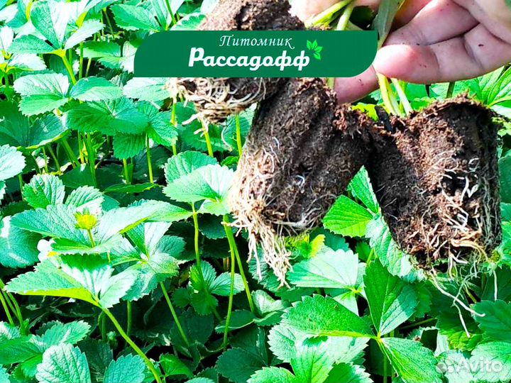 Рассада клубники. Опт от 64 шт