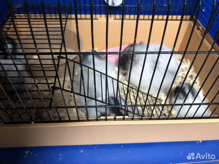 Сирийские и джунгарские хомяки