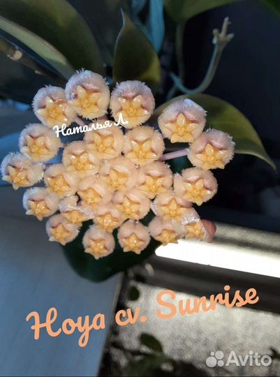 Хойи на срез