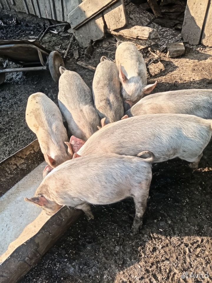 Поросята (белые), Межозерный