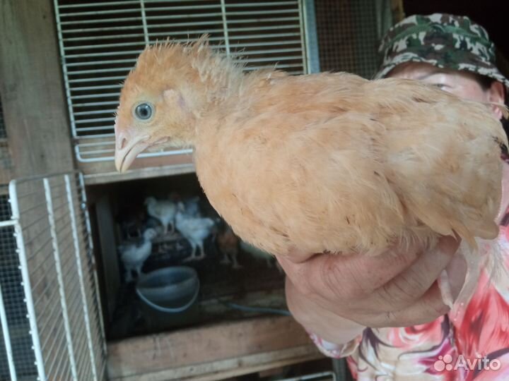 Цыплята орпинктоны