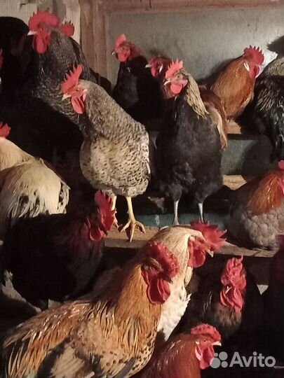 Молодые петухи