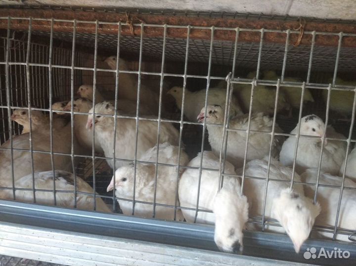 Продаются перепела техасец