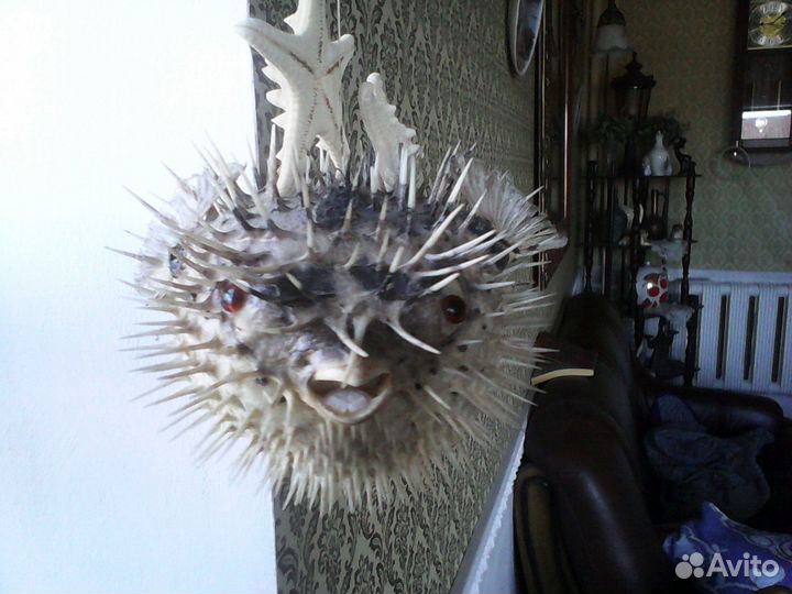 Рыба-ёж,звёзды