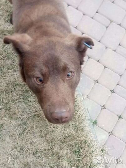 Шоколадный малыш Каштан ищет дом