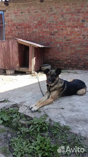 Собаки в добрые руки