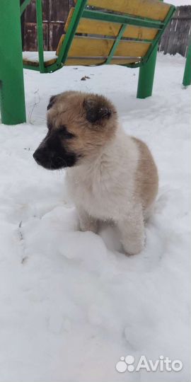 Щенки немецкой овчарки