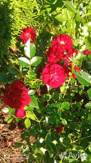 Роза карликовая